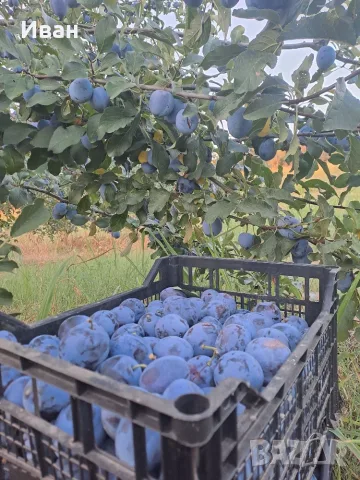 Продаваме сини сливи, снимка 4 - Домашни продукти - 55496494