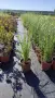 Пампаска трева розова, Cortaderia Sellona Roseа, снимка 7