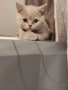 Чистокръвно британче, снимка 9