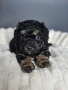 Ексклузивни Малтипу F1b бебета (Maltipoo) + Пълен Премиум Стартов Пакет (Подарък над 300€), снимка 3