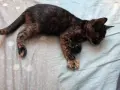 Бездомно женско коте, снимка 4