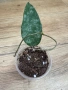 Hoya Хоя Caudata Green Borneo , снимка 6
