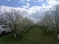 Овощна градина Сини сливи Стенли , снимка 2