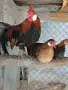 Роскомб ......., снимка 3