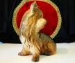 Порцеланова фигура куче Йорки,Goebel. , снимка 3