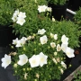 Campanula carpatica white (Бяла кампанула Карпатика), снимка 1