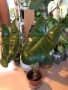 Philodendron Burle Marx , снимка 1