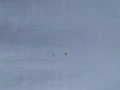 Голяма ретро покривка - 250/166 см, снимка 9