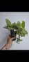 Еписция, episcia Silver sheen, снимка 3