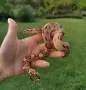 Boa constrictor imperator /боа/змия, снимка 2