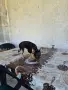 продавам мини пинчерче женско, снимка 6