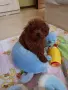 Пудел той/Poodle toy , снимка 1