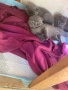 Продавам шотландски клепоухи малки котенца 😻, снимка 1