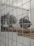 Двойка кралско жако , снимка 2