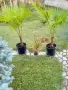 Палми Трахикарпус ! Trachycarpus palms, снимка 2
