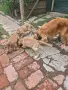 Малки кучета Кокер Шпаньол , снимка 5