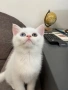 Британски късокосмести котенца, снимка 5
