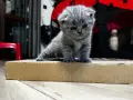 британски чистокръвни,късокосмеати котета , снимка 6
