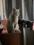 Подарявам британска късокосместа , снимка 3