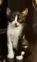 Подарявам малки котенца, снимка 1