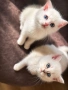 Британски късокосмести котенца, снимка 5