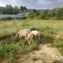 Продавам овце Ил дьо франс, снимка 3