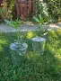 Олеандър (зокум, лян, Nerium oleander), снимка 1