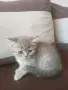 Британско правоухо момиче, снимка 1