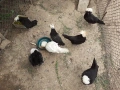 Селски кокошки, снимка 16