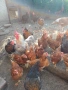 кокошки , снимка 2