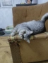 Малки шотландски котенца , снимка 3