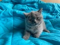Британско късокосместо коте, снимка 4