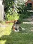 Кучето Златко си търси стопанин!, снимка 2