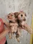 Мъжки йоркита промоция до неделя, снимка 5