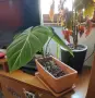 Филодендрон 'Глориозум Зебра' / Philodendron gloriosum zebra, снимка 2