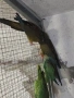 продавам папагали , снимка 1