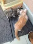 Котенца Мейн Куун , снимка 3