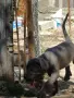 Kane korso чисто кръвно , снимка 1