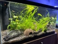 Продавам два аквариума Ciano 60 черен и Dennerle Nano Cube 20L LED с пълно оборудване и консумативи, снимка 1