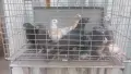 Продавам гълъби Мардини-Турски млади , снимка 2