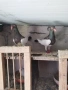 датцки летачи, снимка 2