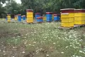 Био пчелен мед от производител - реколта 2026, снимка 8