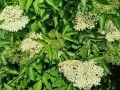 цвят Бъз, лозови листа , череши, бял равнец, снимка 5
