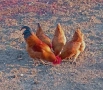 кокошки, снимка 2