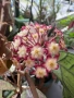 Hoya Хоя Gunung Gading , снимка 1