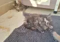 Котенца Мейн Куун , снимка 2