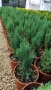 Хвойна Стрикта, Juniperus Stricta!!!, снимка 8