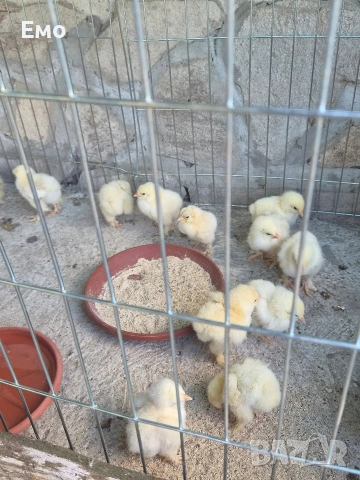 продавам пиленца брама, снимка 4 - Кокошки и пуйки - 55000384