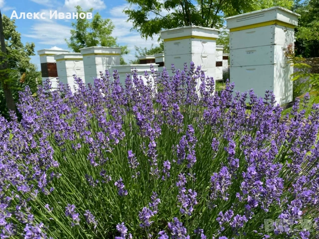 НАТУРАЛЕН ПЧЕЛЕН МЕД РЕКОЛТА 2026🍯, снимка 3 - Пчелни продукти - 54813501