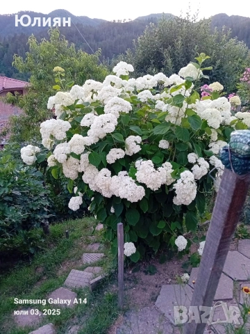 Хортензия ,бяла 